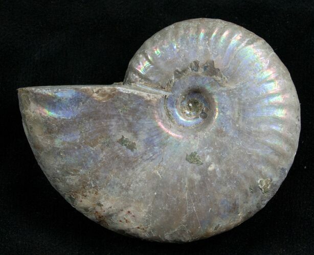 Silver Iridescent Ammonite - Madagascar #7784